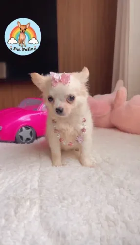 Chihuahua fêmea pelo longo