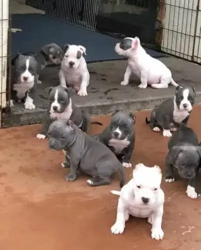 Doação de pitbull