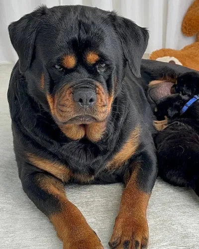 Rottweiler alemão