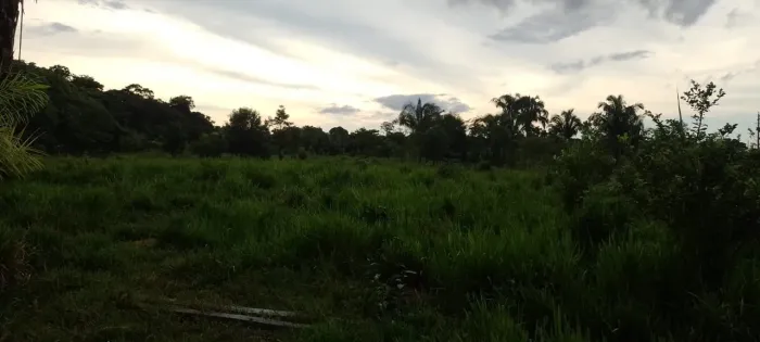Vendo 50 hectares de terra.