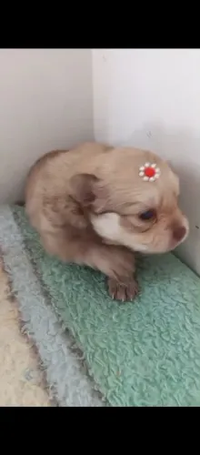 Cachorro 