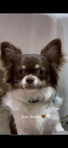 Chihuahua Macho pra acasalamento 