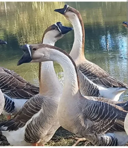 Ovos galados de Ganso sinaleiro
