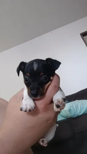 Filhotes Machos de Pinscher - Excelente Linhagem (Mãe com Pedigree)