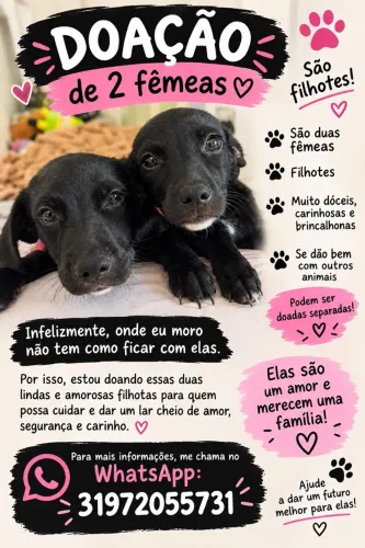 Cachorrinhas para adoção 