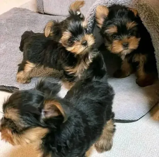 Pequenos Peludos à Procura de Família