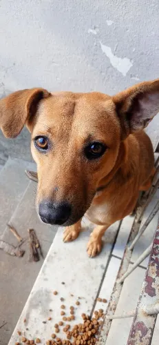 Doa-se cão Caramelo macho