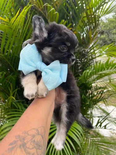 CHIHUAHUA MACHINHO BLACK TAN