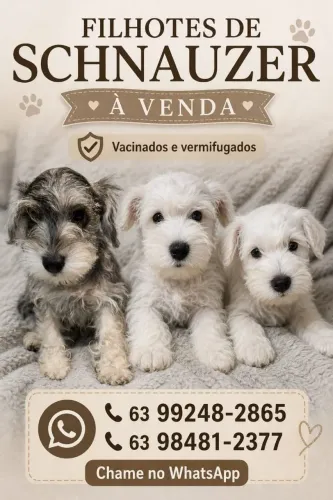 Filhotes SCHNAUZER