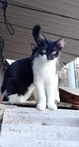 Gatos para doação 