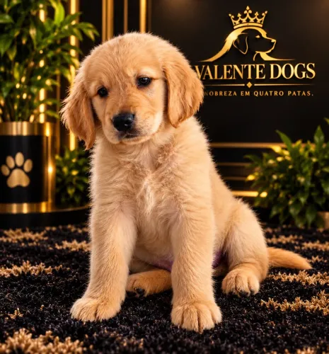 Filhote de Golden retriever