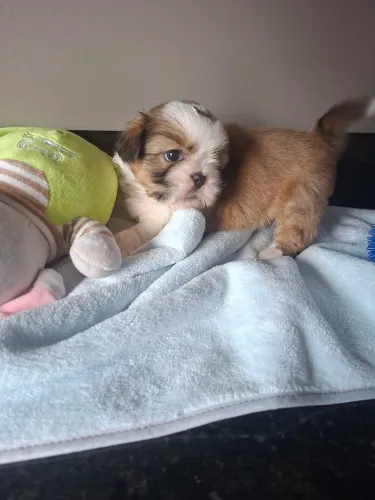 Shihtzu macho