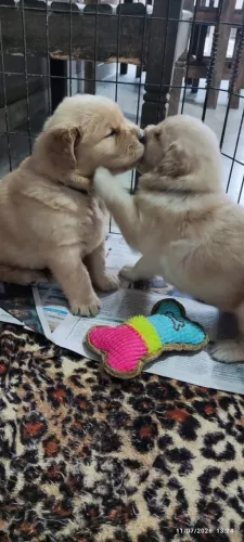 Filhotes de Golden Retriever Excepcionais com Pedigree !