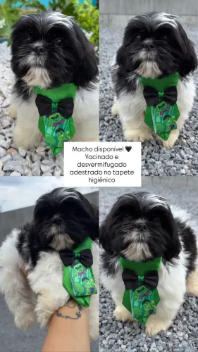 Shihtzu puro mini