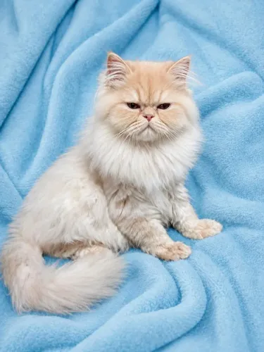 Gato Persa macho