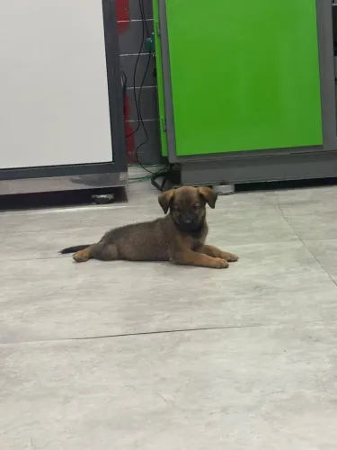 Belga de Malinois