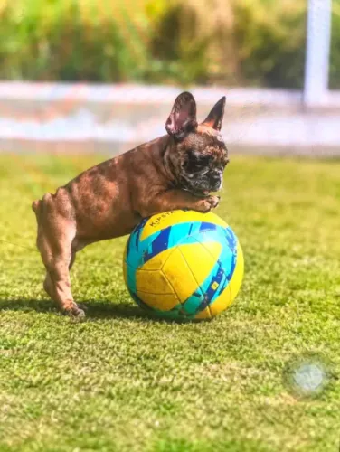 Bulldog Francês fêmea