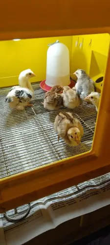 PINTINHOS GSB - GALINHA SERTANEJA BALÃO