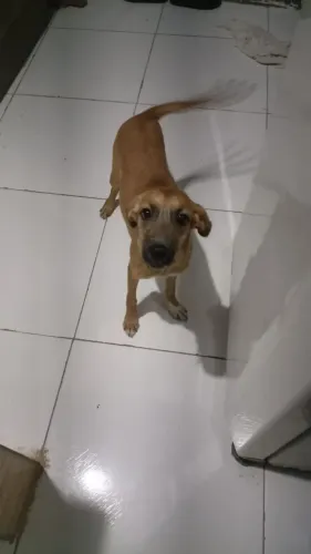Cachorro para adoção 