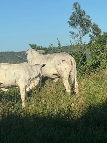Novilha Nelore 
