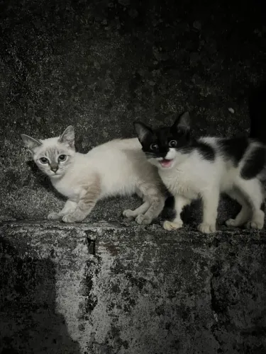 Lindos gatinhos pra adoção responsável!