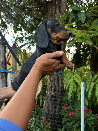 Basset 