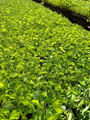 Mudas de Sansão do Campo 
