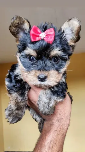 Yorkshire:  Pequenos e Fofos - Vermifugados/Vacinados Parcelamos Até 12x Sem Juros