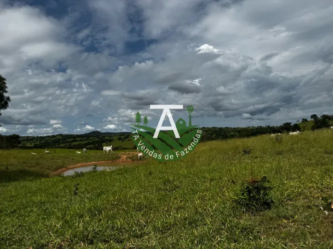 Fazenda de 64 alq em Ipameri-GO