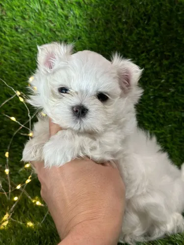 Maltês machinho pronta entrega. Filhotes de excelente linhagem