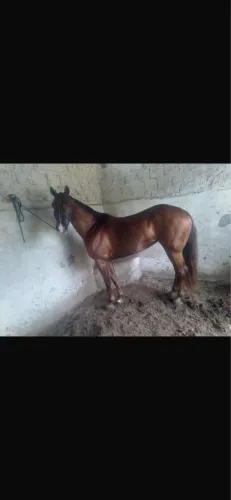 Vendo égua pura com documento