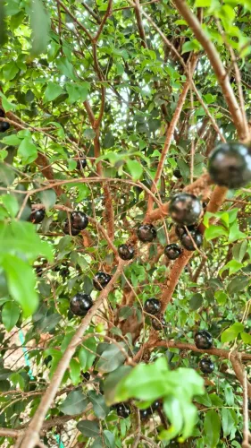JABUTICABEIRA PARA REMOÇÃO PRODUZINDO