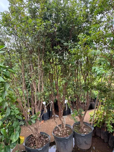 Muda de Jabuticaba Sabará 12 anos 