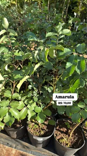 Mudas de Amarula