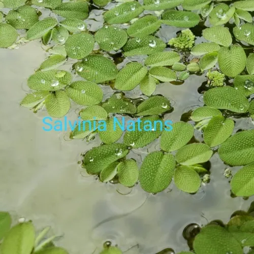 Salvinia, planta aquática uma porção por R$ 10,00