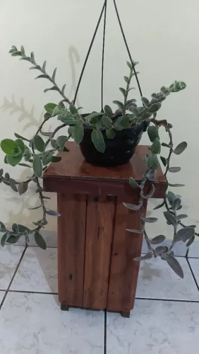 Peperomias