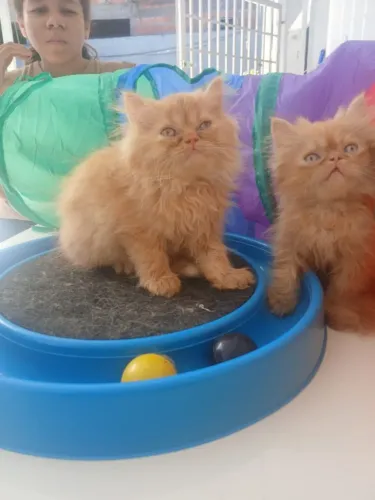 FILHOTES DE GATO PERSA MACHOS.