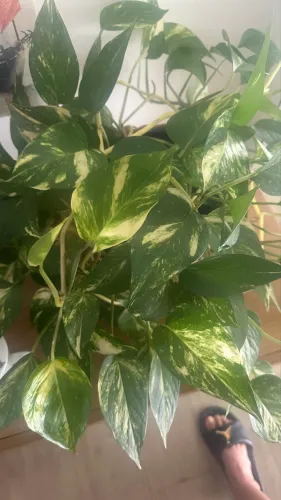 Vaso de planta Gibóia 55cm de diâmetro linda e frondosa !