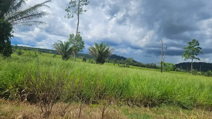 Fazenda terra roxa região de jacinópolis 