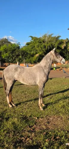Oportunidade - Potro domado Registrado MM - Genética de Campeã