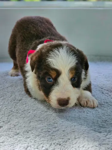 Border Collie | Canil Regularizado 