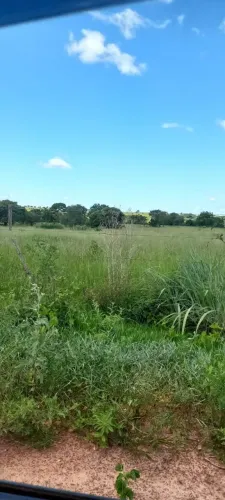 Arrendamento disponível para gado