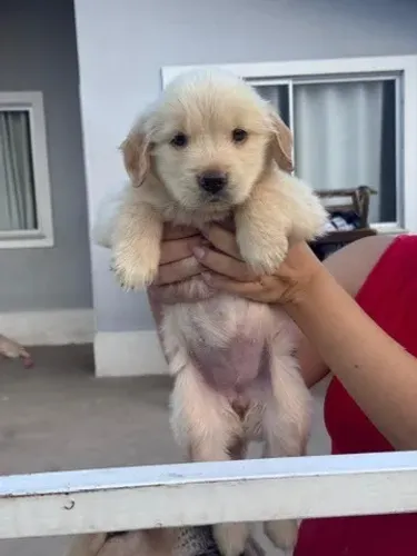 Filhote de cachorro Golden Retriever saudável de temperamento dócil