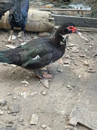 Pata