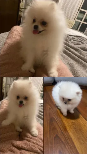 Vendo casal de Lulu-da-pomerânia. ? Interessados é só chamar.. * Juninho