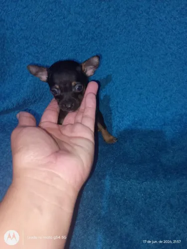 Pincsher 0 ou 1 temos disponíveis.
