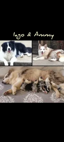 Filhote de Border Collie