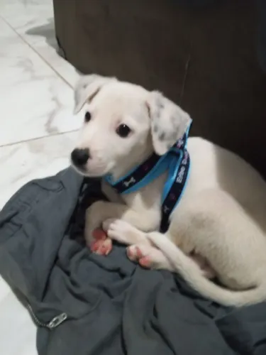 DOA-SE CACHORRO MACHO