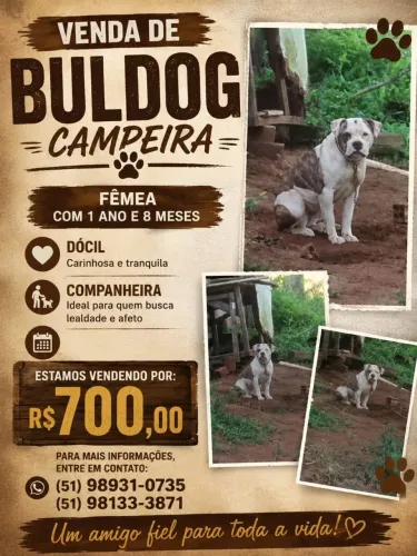 Buldogue campeiro fêmea