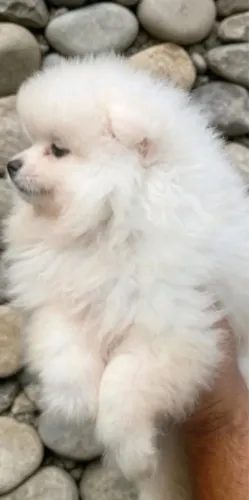 Lulu da pomerânia macho 